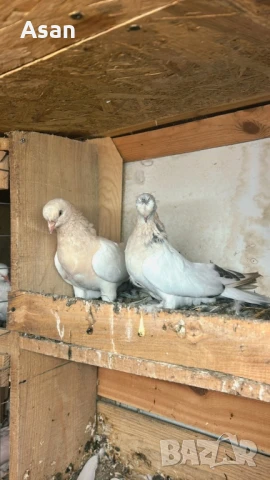 Мардини Дропери , снимка 1