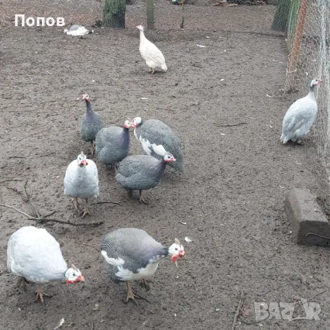 Продавам токачки, снимка 9 - други­ - 48205893