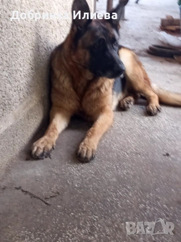 Немски овчарки , снимка 2 - Други - 52058168