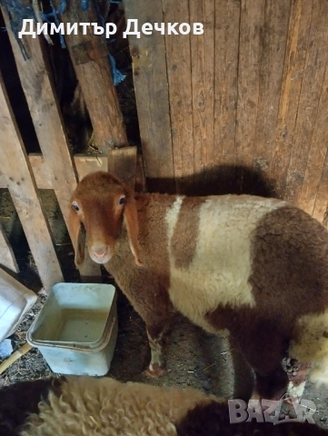 Агнета за разплод или за клане , снимка 3 - Овце - 51435629