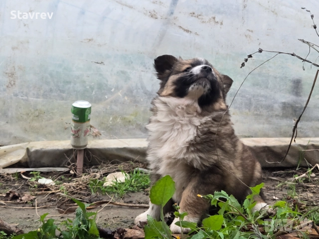 Кученца, снимка 8 - Други - 52561457