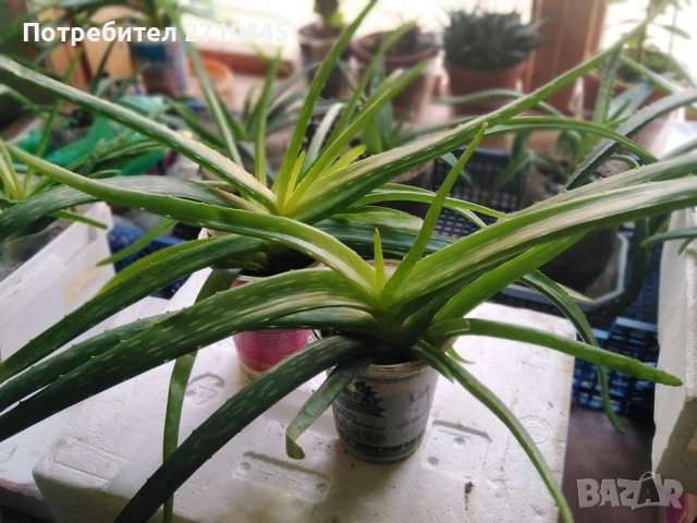 ЛЕЧЕБНО АЛОЕ ВЕРА и Дървовидно алое, снимка 3 - Стайни растения - 30210195