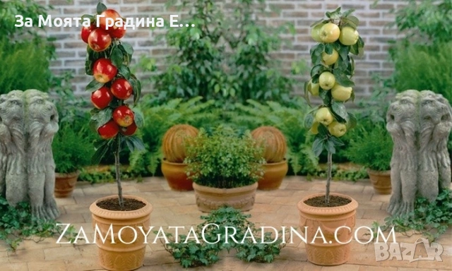 Мини дръвчета - Овошки, снимка 3 - Градински цветя и растения - 53619368