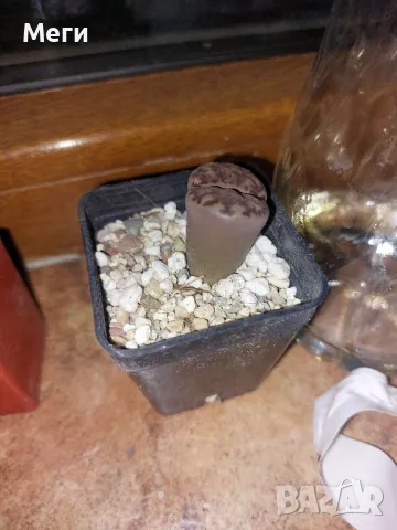 Продавам живи  камъчета (Lithops bromfieldii, Lithops terricolor, Lithops terricolor), снимка 1 - Градински цветя и растения - 47550129