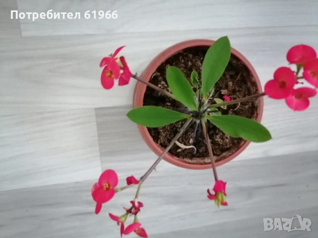 ИСУСОВ ВЕНЕЦ! Дървото на парите ! , снимка 7 - Стайни растения - 53259430