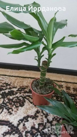 три броя драцени, снимка 3 - Стайни растения - 41415357
