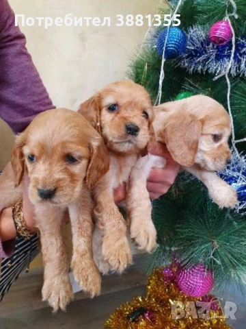 Кокер Шпаньол бебета