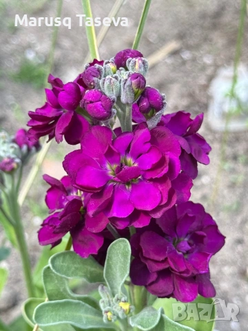 Шибой кичест , снимка 5 - Градински цветя и растения - 53818099