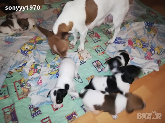 ДЖАКЧЕ-ЖЕНСКО 5 МЕСЕЦА БОНБОН 1103222003, снимка 15 - Джак ръсел териер - 36073476