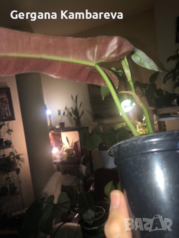 Philodendron Atabapoense 