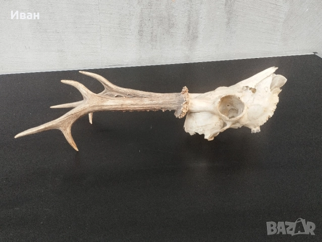 трофей от сръндак , снимка 5 - Антикварни и старинни предмети - 52557618