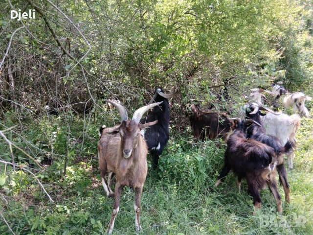 Продавам кози, снимка 4 - Кози - 51052138