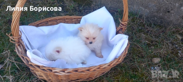 Продавам Мини померани , снимка 3 - Померан - 53826947