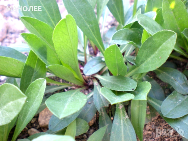 🪻💐🪻💐Алпийска астра💐🪻🎁🪷, снимка 2 - Градински цветя и растения - 53056094