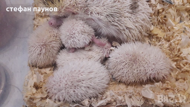 Таралежчета различни цветове, снимка 5 - Таралеж - 36048213