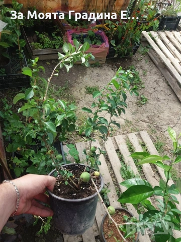 Японска Дюля , снимка 6 - Градински цветя и растения - 53636196