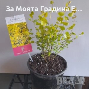 Жълта бреза джудже , снимка 4 - Разсади - 53634273