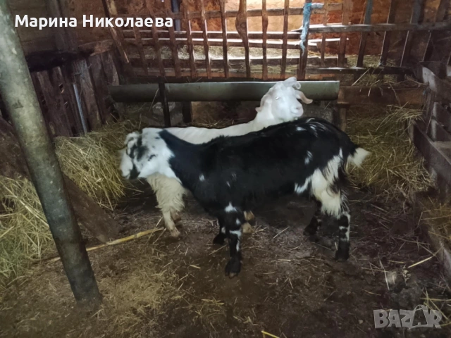 Коза и пръч за разплод 