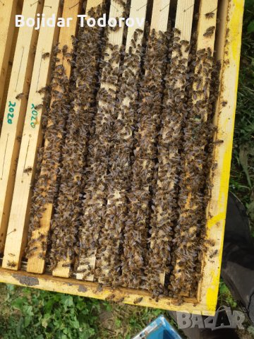 ЗАПИСВАНЕ  Пчелни отводки за сезон 2024 .Рег.N 4641 - 0696, снимка 3 - За пчели - 35887691