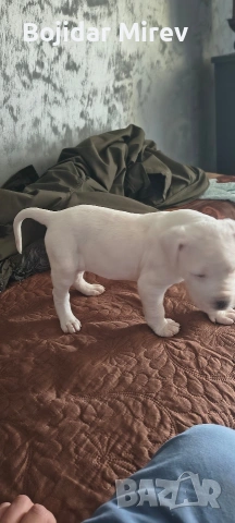 Дого Аржентино, снимка 7 - Дого аржентино - 53045596