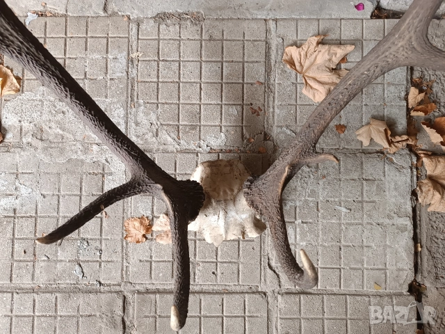 Еленски рога трофей, снимка 5 - Антикварни и старинни предмети - 52977507