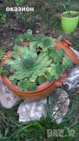 кактуси.алое,дебелец цена за всички, снимка 11 - Градински цветя и растения - 51708237