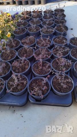 Американската червена боровинка, снимка 6 - Разсади - 52921783