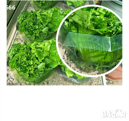 Комплект защита от охлюви., снимка 7 - Други - 52894267