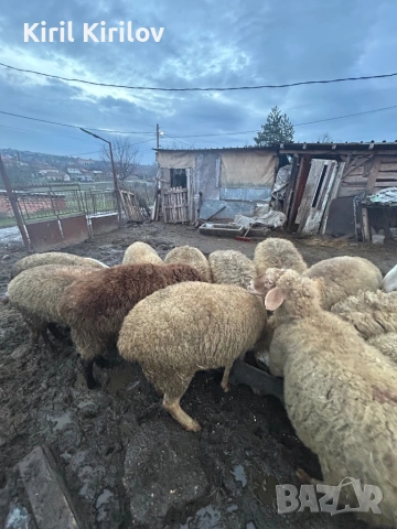 Продвам овце