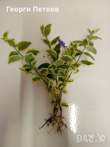 Пъстролистна винка , снимка 2 - Градински цветя и растения - 53658604