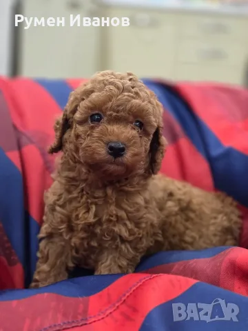 ​3 плюшени момчета! 🧸, снимка 2 - Пудели - 56301137