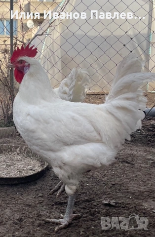 Яйца бяло брезе, снимка 5 - други­ - 53524511