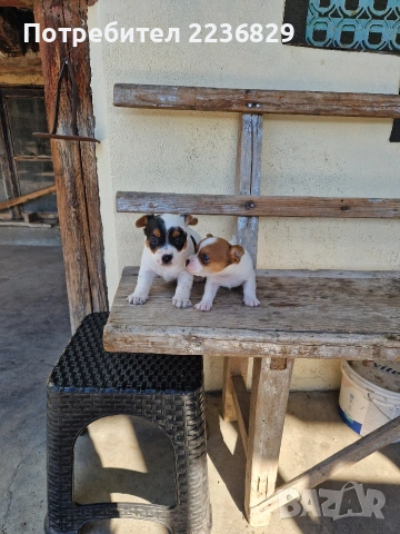 Джак-Ръсел Териер , снимка 5 - Джак ръсел териер - 53756570