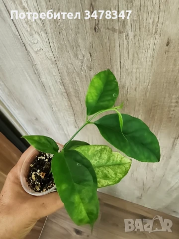 Хоя Philura, снимка 1