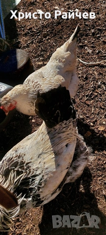 Продавам петли, снимка 3 - Кокошки и пуйки - 53767336