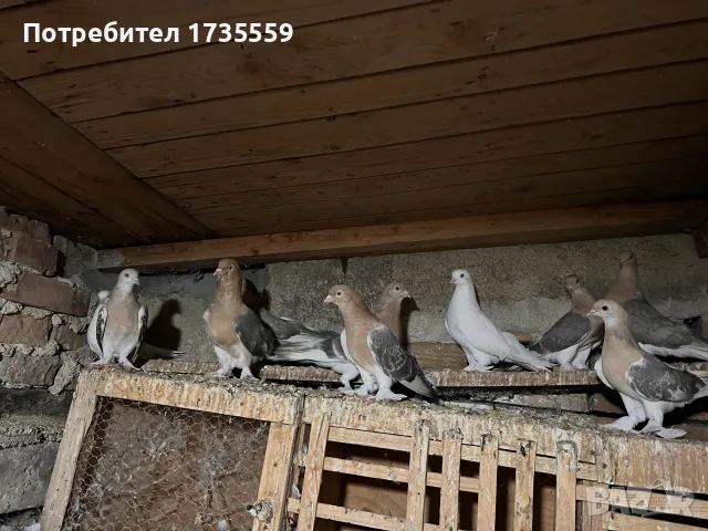 мартини (Мюслюмски бели), снимка 9 - Гълъби - 56124532