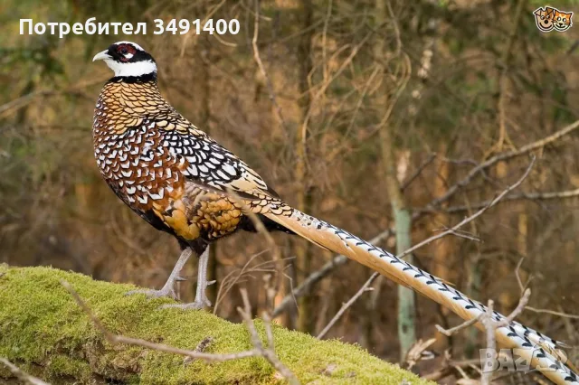 Кралски,непалски,диамантени и червено-златни