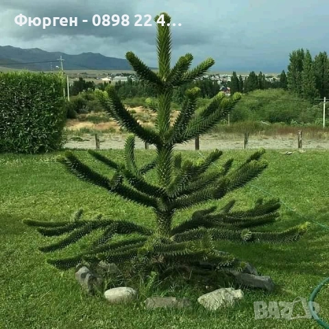 Араукария, Чилийски бор -Araucaria araucana Студоустойчив