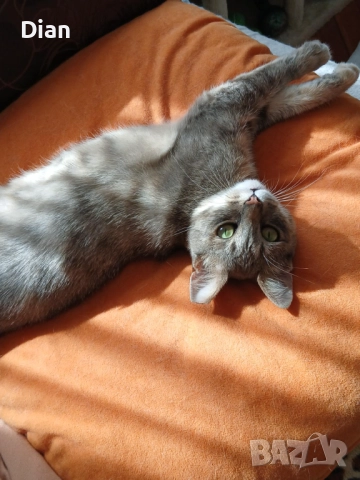 Подарявам котка, Синьо Таби, женска, кастрирана , снимка 10 - Други - 52177916