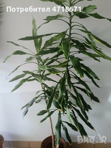 Дпацена 1.8м