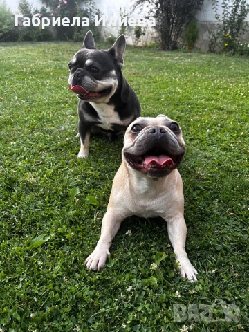 Чистокръвни френски булдочета, снимка 2 - Френски булдог - 52425579
