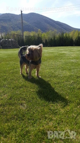 продавам 2 йоркита!.., снимка 17 - Йоркширски териер - 51533373