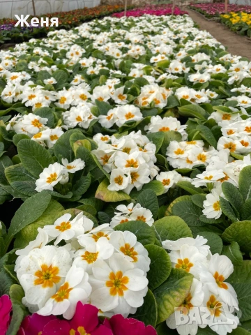 Иглика ( примула ) ТОП ЦЕНА, снимка 7 - Градински цветя и растения - 53356989