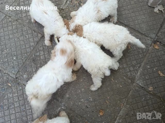 лагото Романьоли , снимка 6 - Други - 50494587