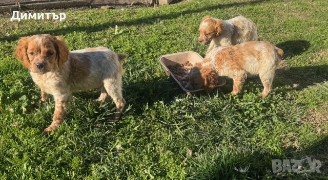 Бретон шпаньоли