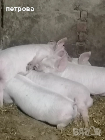 Малки прасенца Ландрас 