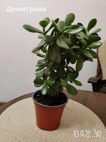 Дървото на живота /красула-нефритово растение/