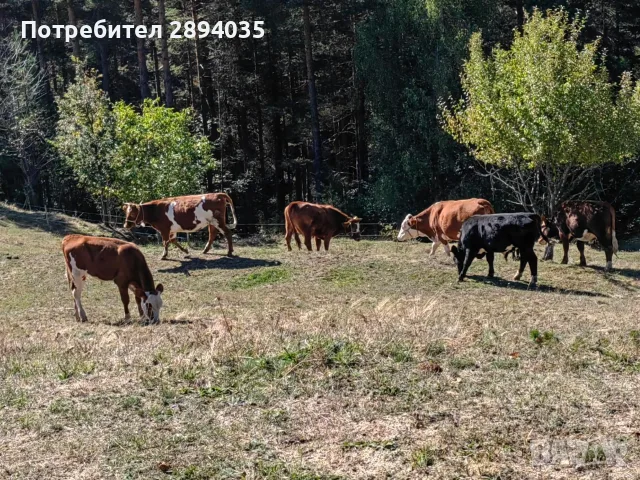 свободни телета за клане и гледане , снимка 6 - Крави - 56311515