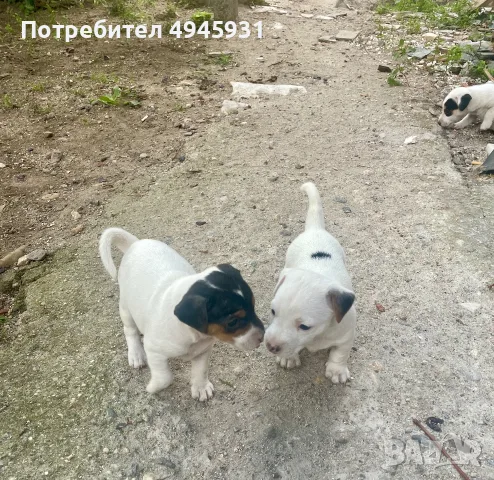 Джак Ръсел териер търси своят нов приятел, снимка 9 - Джак ръсел териер - 56103332