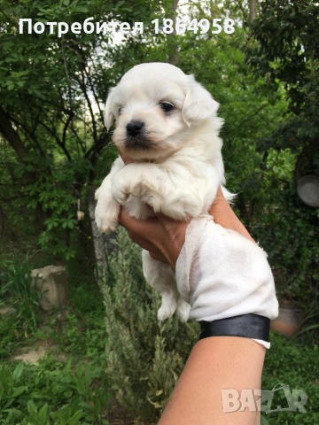 СУПЕР МИНИ МАЛТИЙСКА БОЛОНКА Доставка, снимка 7 - Болонка - 52068837